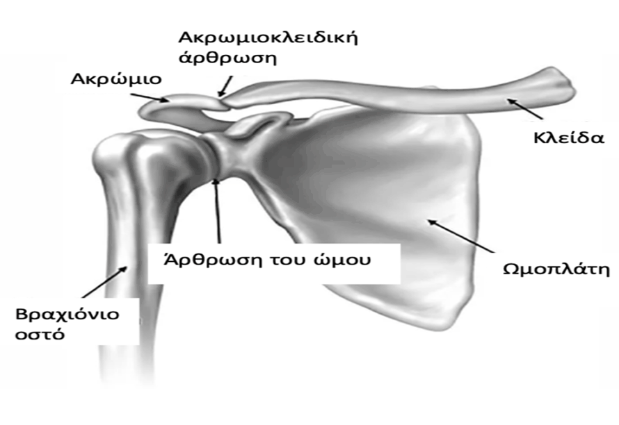 ΑΣΤΑΘΕΙΑ ΩΜΟΥ ΚΑΙ ΕΞΑΡΘΡΗΜΑ ΩΜΟΥ